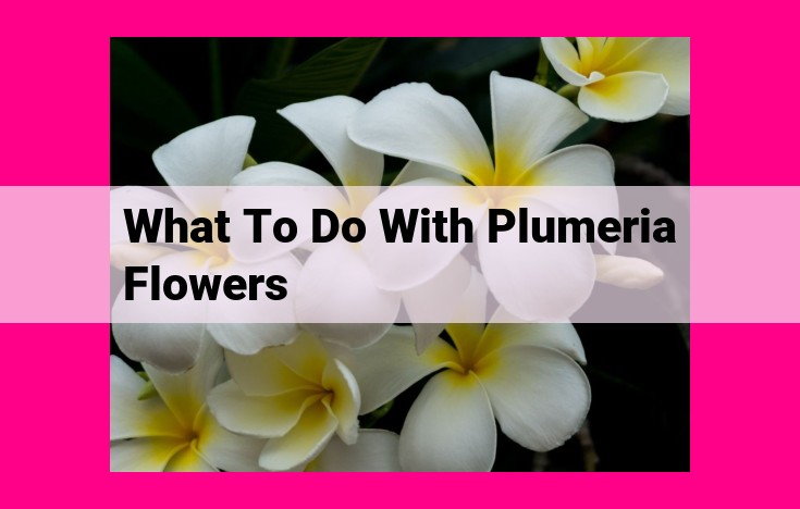 what to do with plumeria flowers