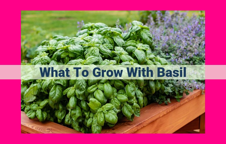 what to grow with basil