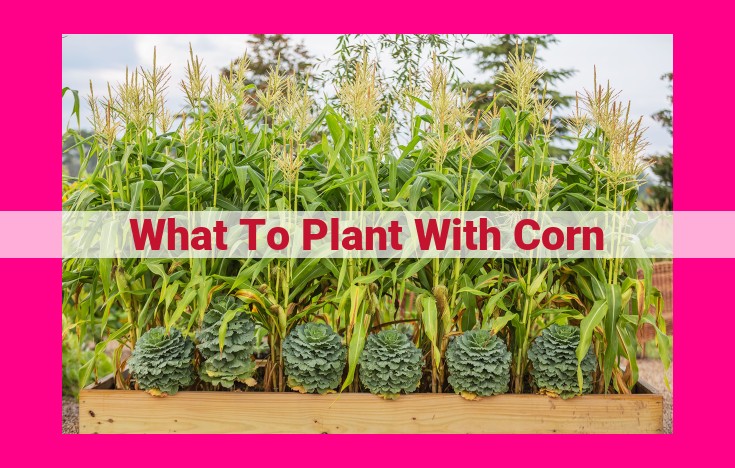 what to plant with corn