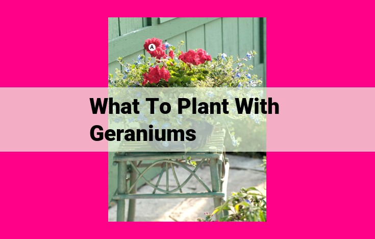 what to plant with geraniums